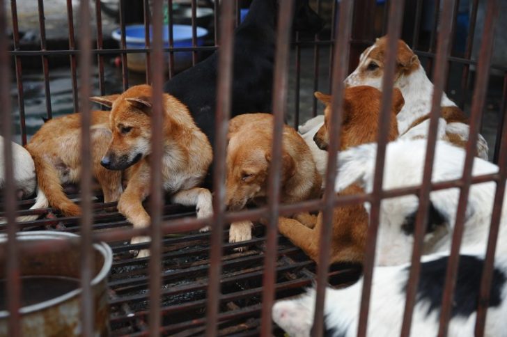 FILES-VIETNAM-FOOD-DOG-MEAT