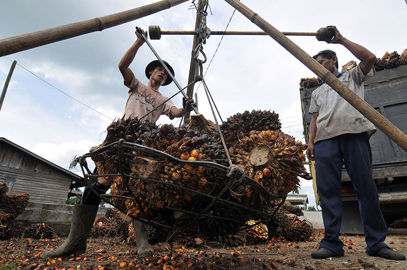 วิบากกรรมปาล์ม “อินโดฯ-มาเลย์” พิษมาตรการ Zero Palm Oil