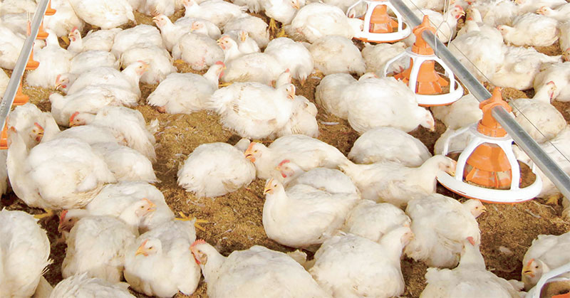 มท.จี้ปศุสัตว์เก็บอากรโรงเชือดไก่ 2ปีกระทบท้องถิ่น-เทศบาลสูญเงินมหาศาล