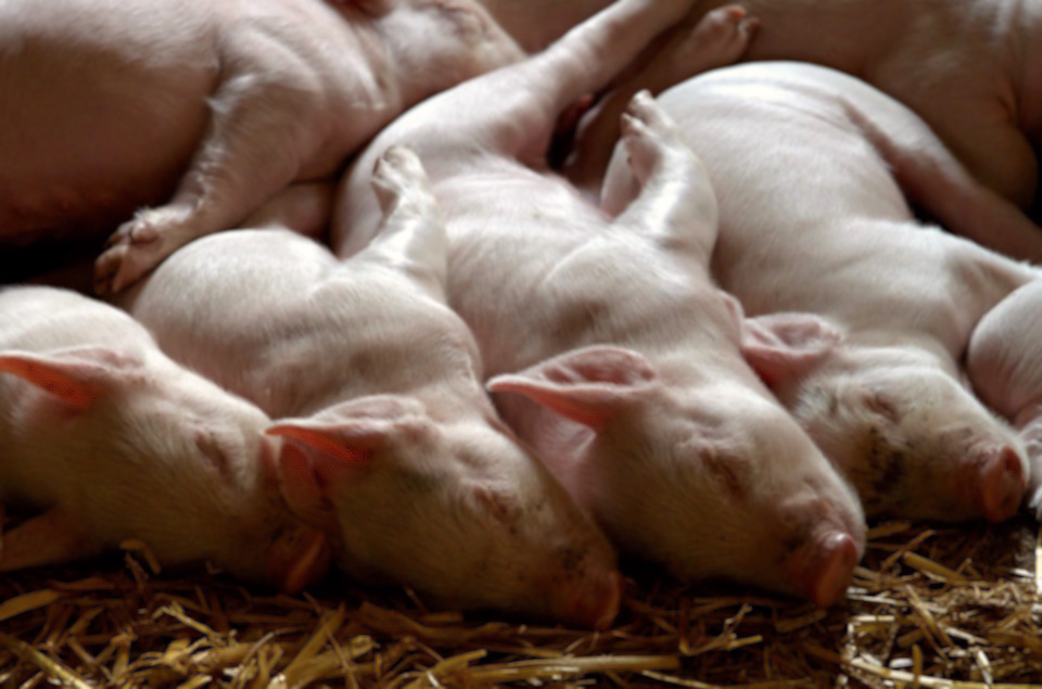 หวั่นไทยเสี่ยงอหิวาต์แอฟริกัน คุมโรคไม่อยู่หมูตายยกฟาร์ม