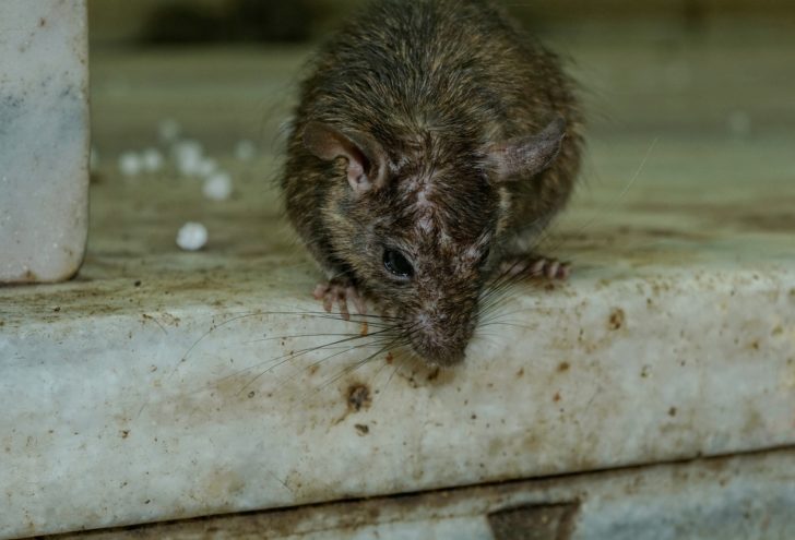 rodent-3229592_1920