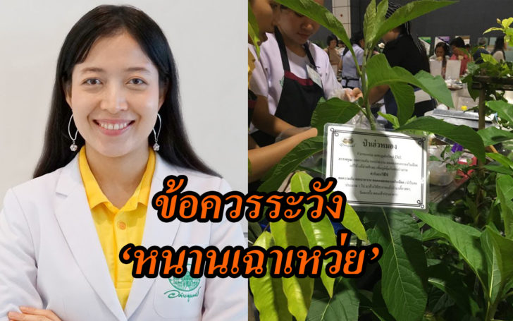 เตือน! ผู้ป่วยเบาหวานกิน ‘ป่าช้าเหงา’ เกินขนาด อันตราย