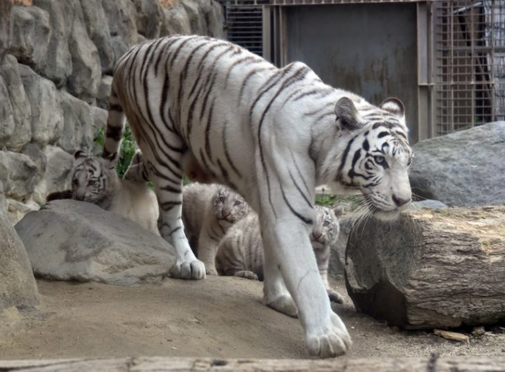 JAPAN-ANIMAL-TIGER