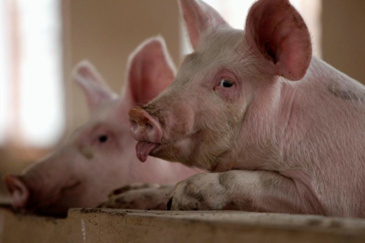FILE PHOTO: Pigs are pictured at a farm on the outskirts of Kunming “จีน” พบไข้หวัดหมูแอฟริกันลามระบาดลงใต้ครั้งแรก!