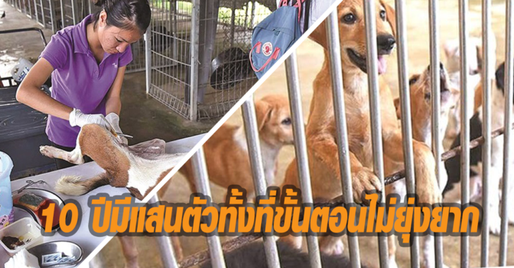 เปิดตัวเลขคนกรุงตีทะเบียน “หมา-แมว” 10 ปี แค่แสนตัว กทม.ยันขั้นตอนไม่ยุ่งยาก