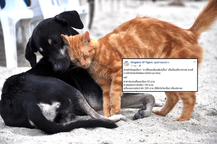 dog-3438453_960_720
