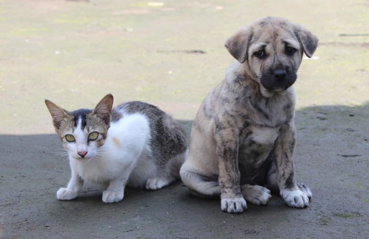 pet-3157961_960_720