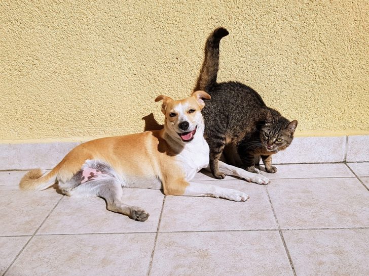 pets-2283305_960_720
