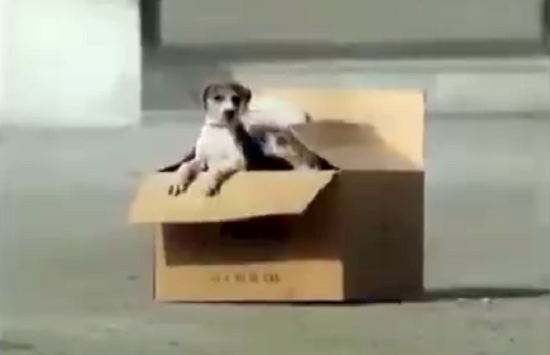 yy