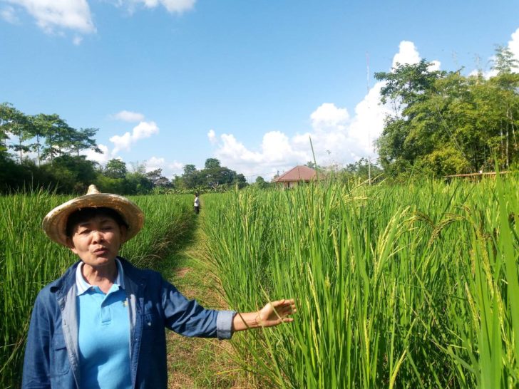 พรรณพิมล ปันคำ