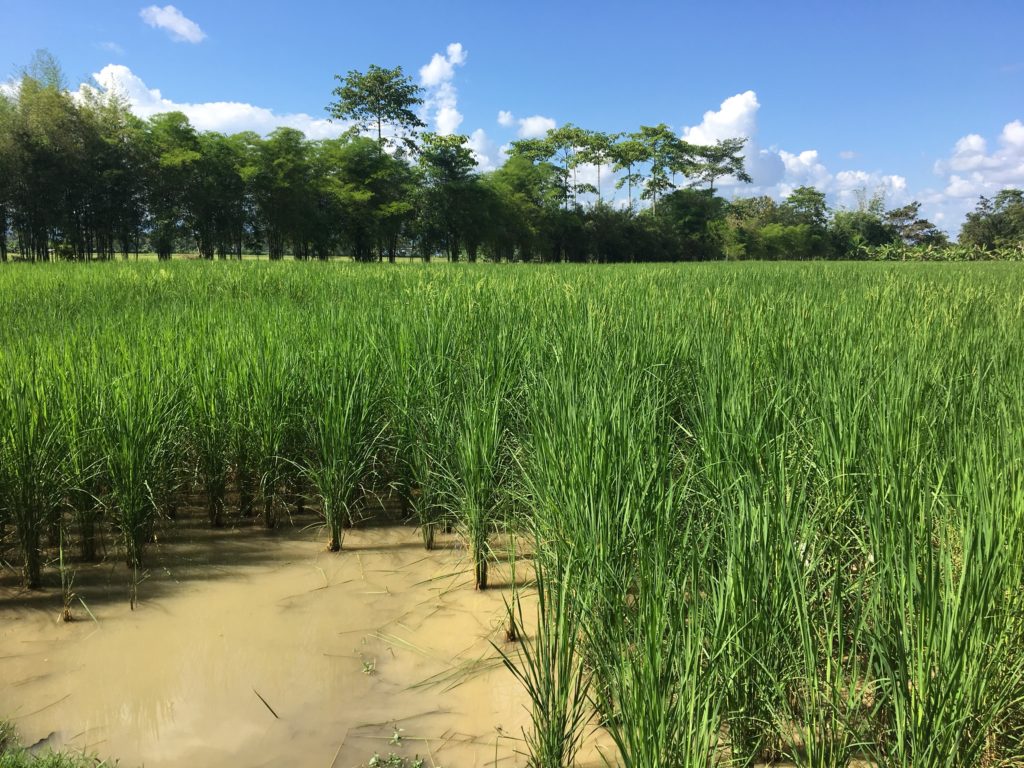 สวนไร่นาของชาวบ้านในจังหวัดเชียงราย