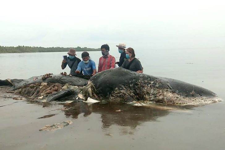 ตะลึง! ซากวาฬเกยหาดอินโดฯ พบขยะพลาสติกหนักเกือบ 6 กิโลกรัมอยู่ในท้อง