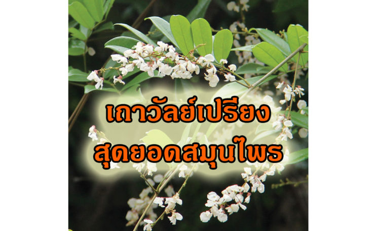 อภัยภูเบศรชู ‘เถาวัลย์เปรียง’ สุดยอดสมุไพรไทย ทางเลือกแก้ปวดเมื่อย