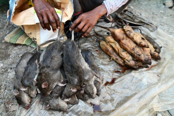 FILES-INDIA-ANIMAL-AGRICULTURE-RATS