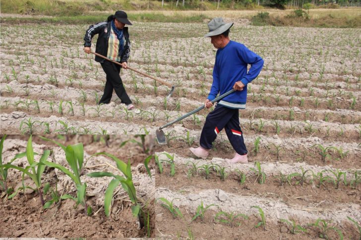 เกษตรกรแฮปปี้! ปลูกข้าวโพดหลังนา วอนรัฐหนุนต่อยอดโครงการ