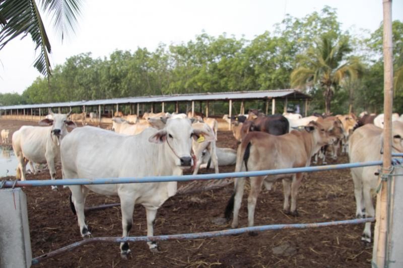 พัทลุงFMDระบาดหนัก”โคเนื้อ”ผู้เลี้ยงตื่นหวั่นปิดข่าวแอบลักลอบขน