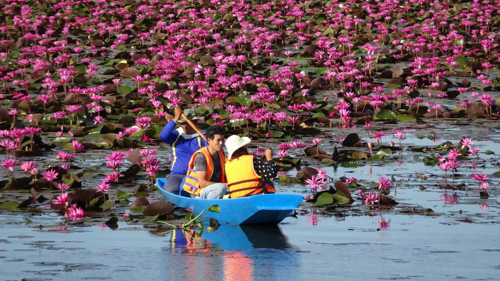 หนองคายท่องเที่ยวคึกคักต่อแถวล่องเรือชม “วังบัวแดง” บานสะพรั่ง