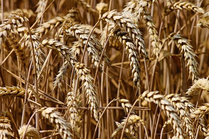 wheat-3524861_960_720 “ล็อกซเล่ย์” แตกไลน์ข้าวจินลี่เหลียนดันยอดขาย20%