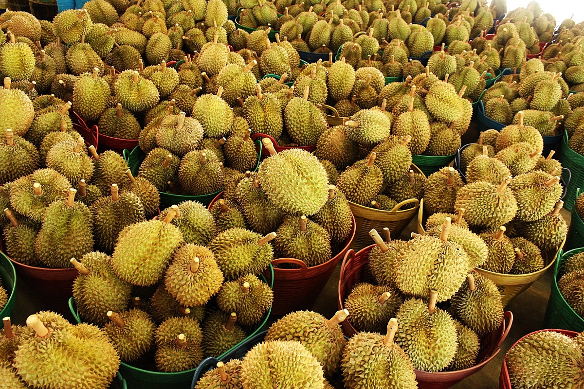 เอกชนหวั่นทุเรียนใต้กระจุกตัวตลาดประเทศจีน คาดอนาคตปัจจัยกระทบอาจทำราคาตก