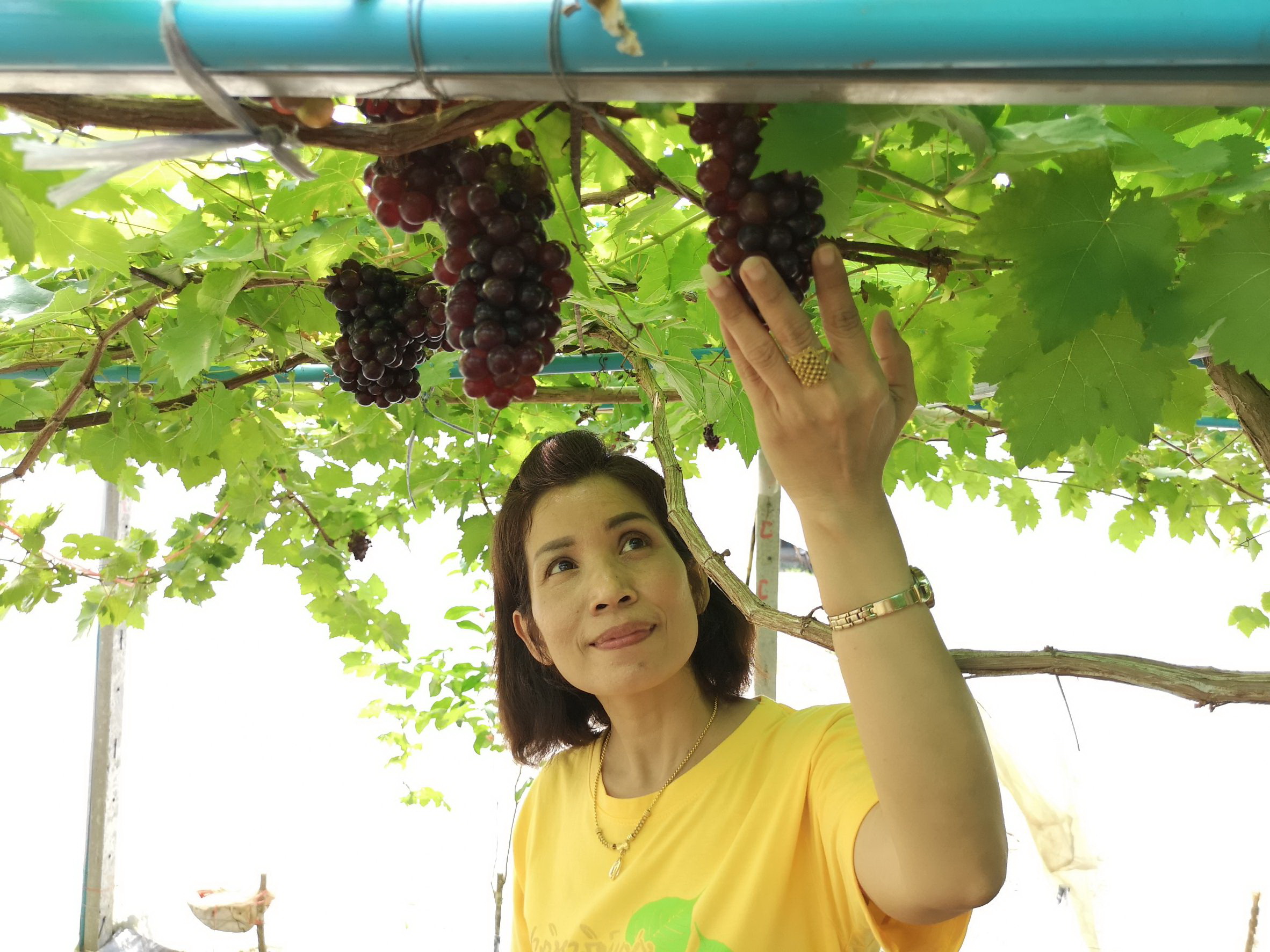 ชาวสวนตรังพลิกวิกฤตราคาปาล์มตก หันปลูกองุ่นสร้างรายได้