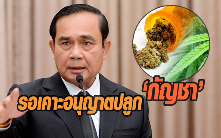 เคาะปลูกกัญชา-728x455