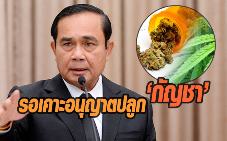 ภาคปชช.รอ ‘บิ๊กตู่’ เคาะข้อเสนออนุญาต ‘ปลูกกัญชา’ ด้าน สนช.ห่วงปัญหาสิทธิบัตร ทำกม.ช้า