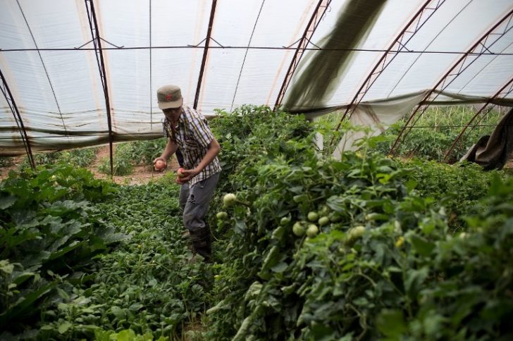 CHINA-ECONOMY-AGRICULTURE