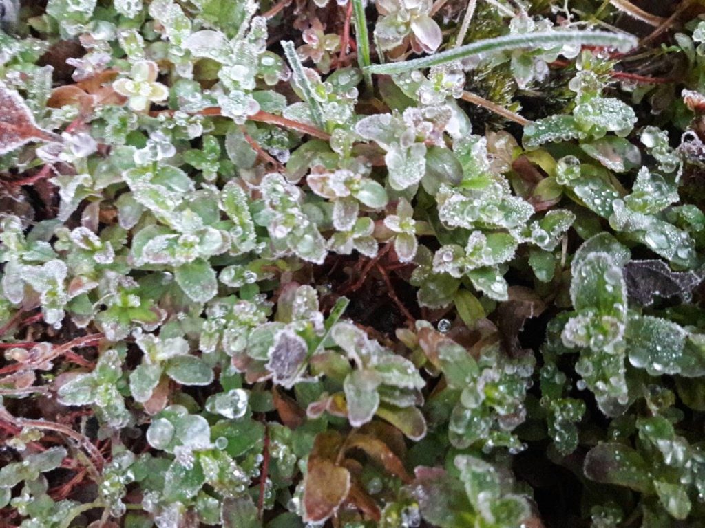 หนาวต่อเนื่อง! ‘ดอยอินทนนท์’ อุณหภูมิติดลบ 2 ตัวเมืองต่ำสุด 16 องศาฯ