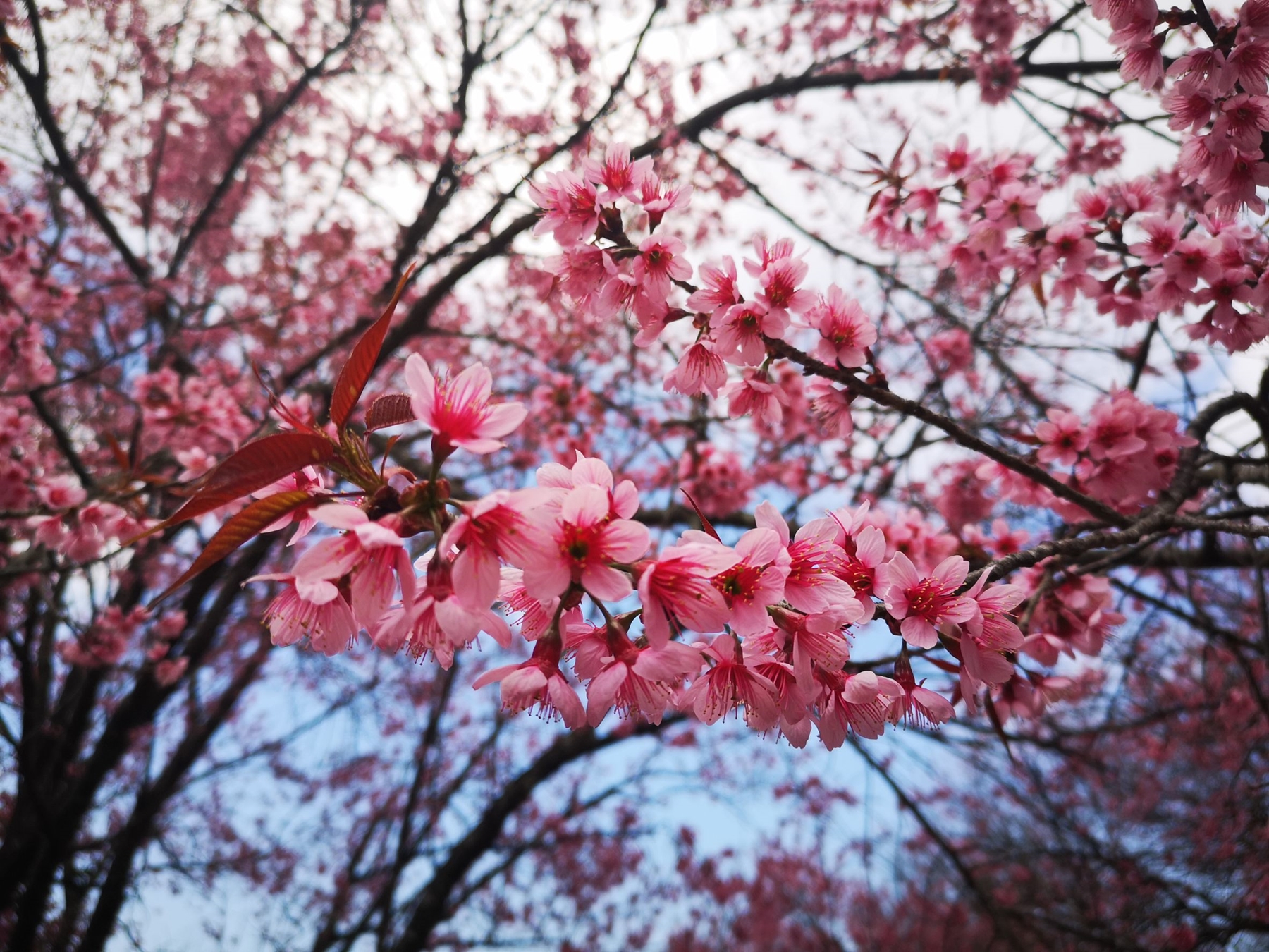 สวยงาม!! นทท.แห่เดินทาง “เวียงแก่น” ชมดอกพญาเสือโคร่งบานสะพรั่ง
