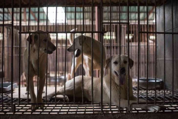 กลุ่มช่วยสุนัขในเกาหลีใต้ ให้รอดจากการถูกนำไปเป็นอาหาร ถูกกล่าวหาฆ่าสุนัขทิ้งเอง