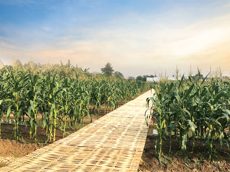 ตลาดเมล็ดพันธุ์ผักหดตัวแรง ศรแดงจัด”FieldDay”กระตุ้นยอดขาย