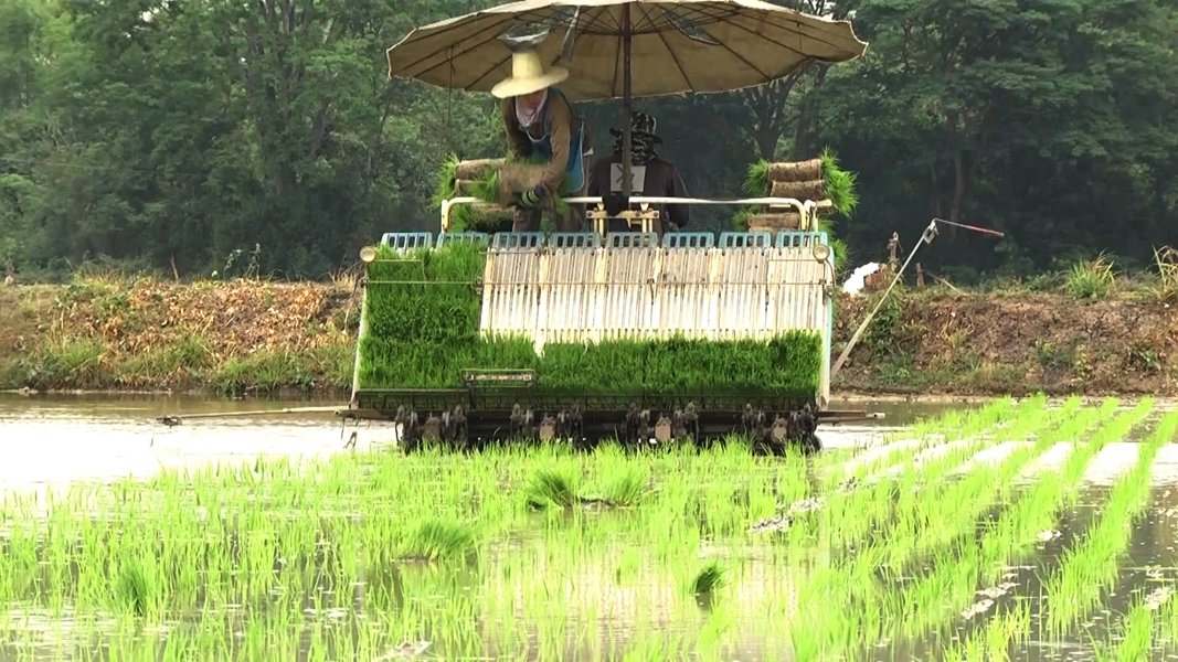 กระทรวงเกษตรฯสั่งสำรวจตั้งบริษัททำนา โมเดลเจ้าสัวผุดทั่วประเทศ