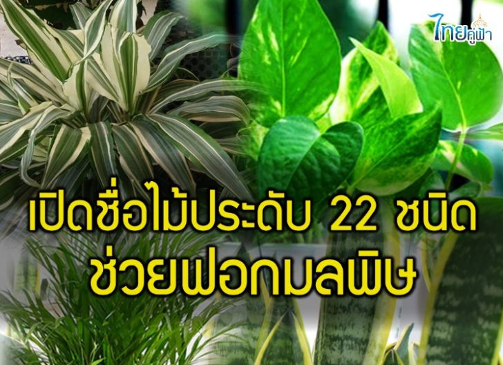 22ไม้ประดับ-เพจไทยคู่ฟ้า