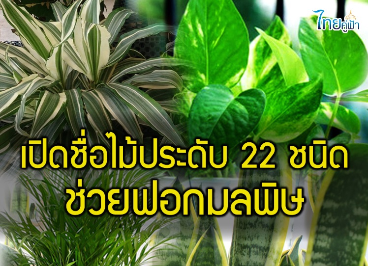 เปิดชื่อไม้ประดับ 22 ชนิด ช่วยฟอกมลพิษ “เครื่องฟอกอากาศธรรมชาติ”