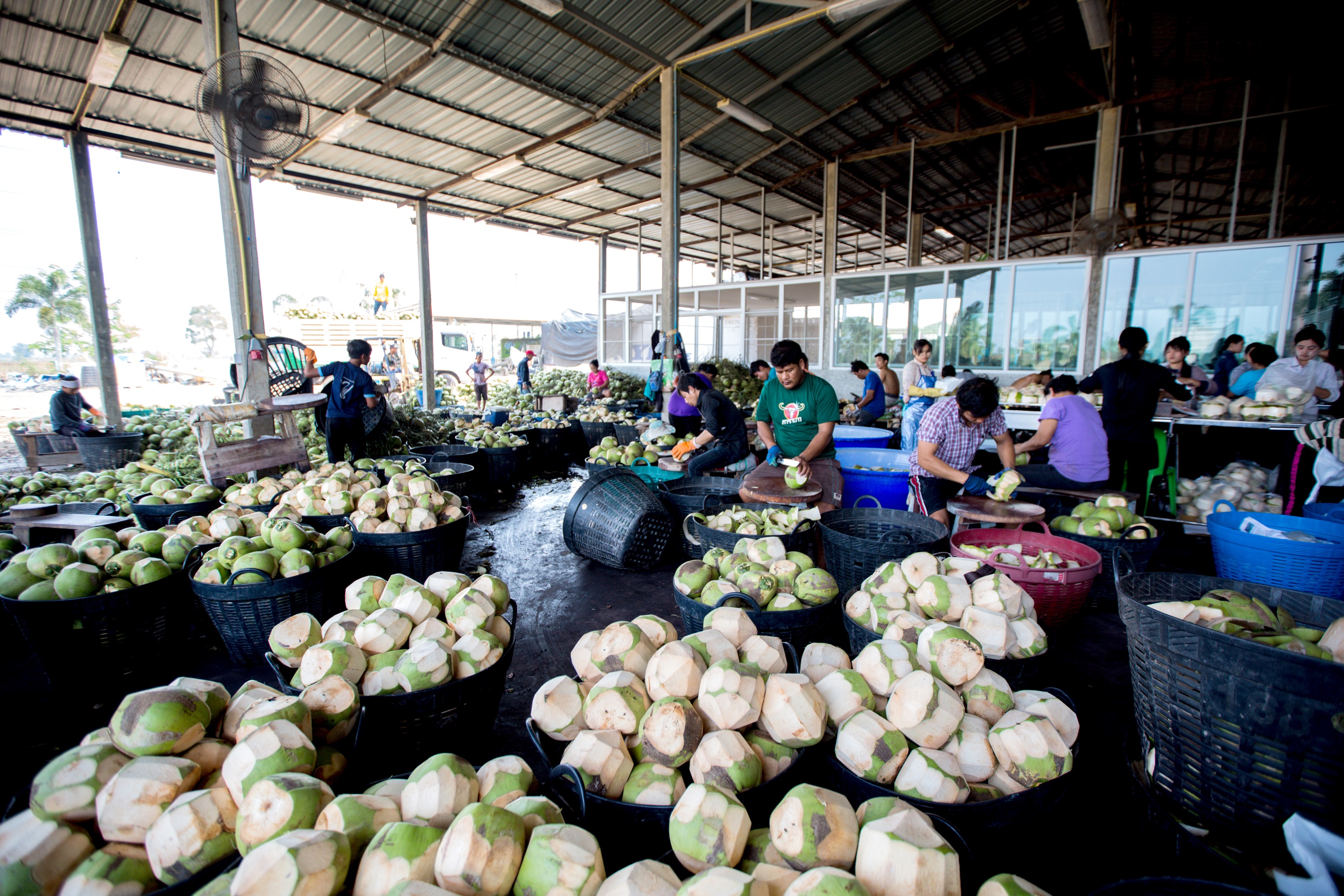 “มะพร้าวออร์แกนิก” ราชบุรี บุกตลาดอเมริกา-ยุโรป-ตะวันออกกลาง