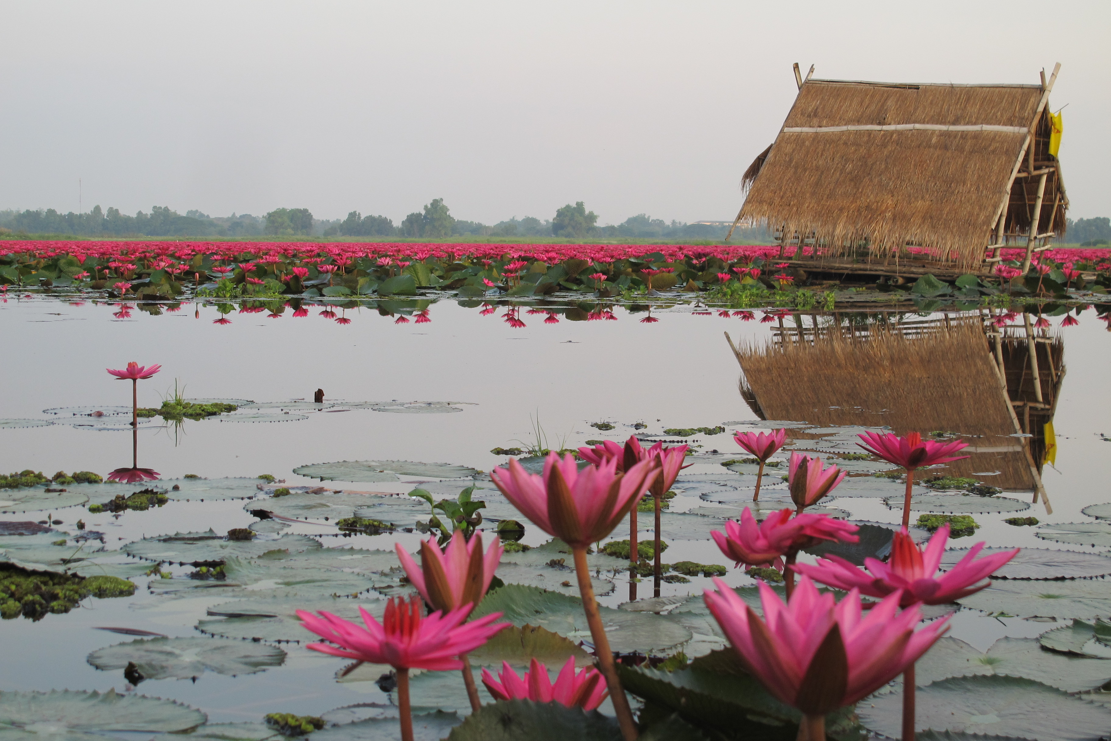 หนองคาย เตรียมจัดแต่งงานกลางวังบัวแดง รับวาเลนไทน์ 2562