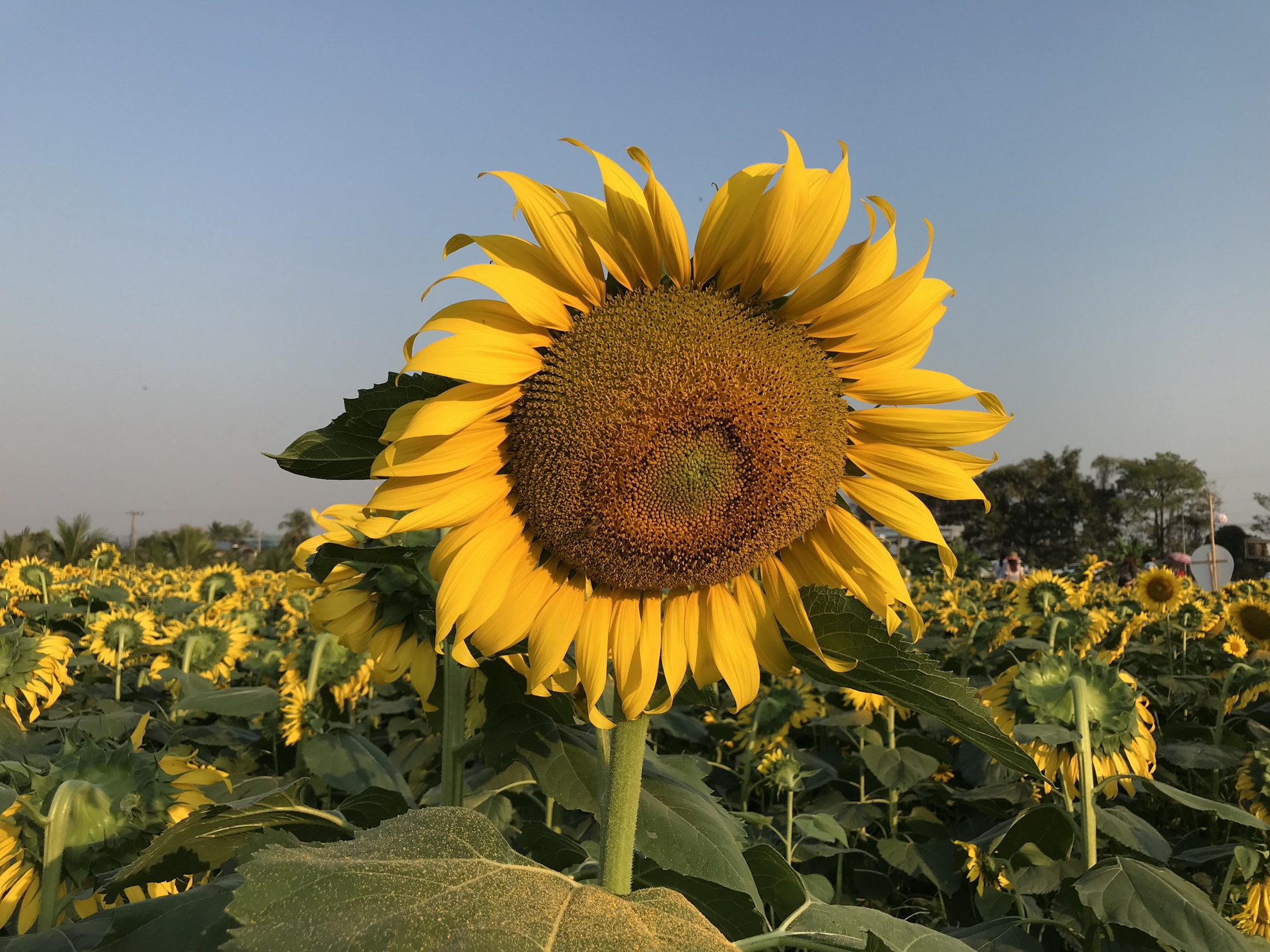“หนองคาย” ปลูกทุ่งทานตะวันดันท่องเที่ยวชุมชน