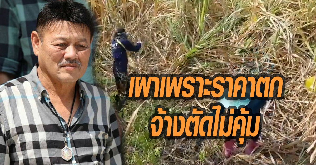 ค่าฝุ่นพุ่ง ‘ชาวไร่อ้อย’ ชี้ จำเป็นต้องเผา เพราะราคาตก-จ้างตัดไม่คุ้มทุน