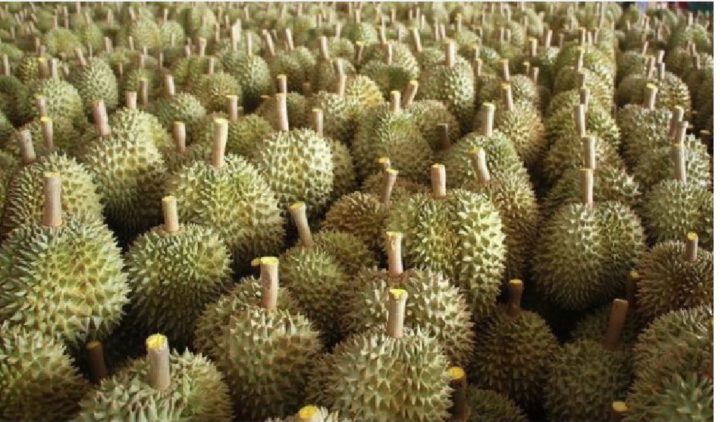 ทุเรียนส่งออก-เทคโนฯ