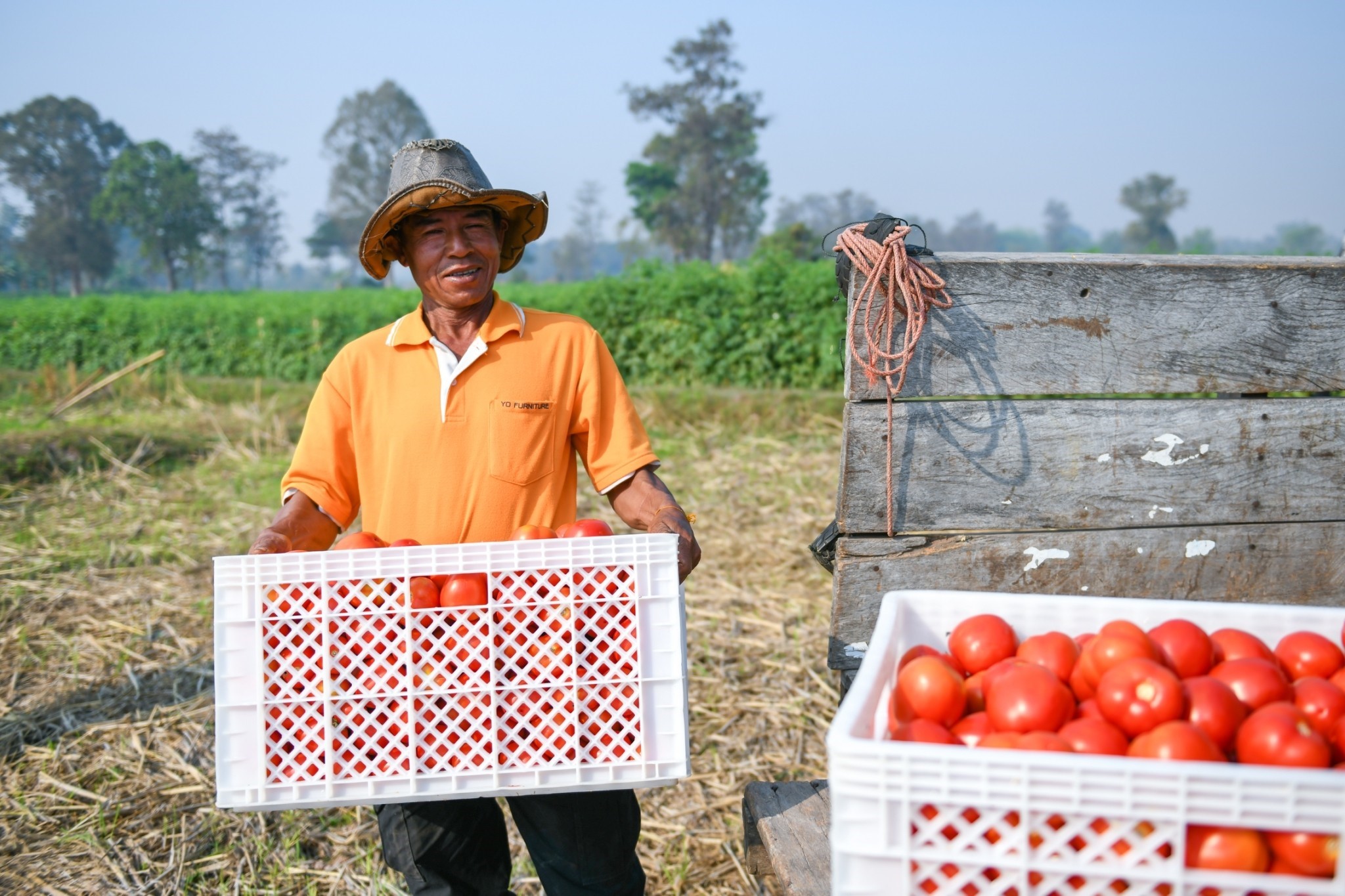 ตามรอยพ่อหลวง พาไปสำรวจ “เส้นทางสายมะเขือเทศดอยคำ” สู่การเป็น King of Tomato