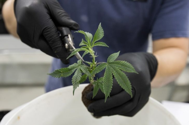 CANADA-HEALTH-MARIJUANA