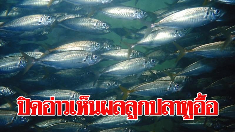 ปิดอ่าวไทย ปี’62 แค่ 1 เดือน พบฝูงลูกปลาทู กลับมาชุกชุมอย่างรวดเร็ว