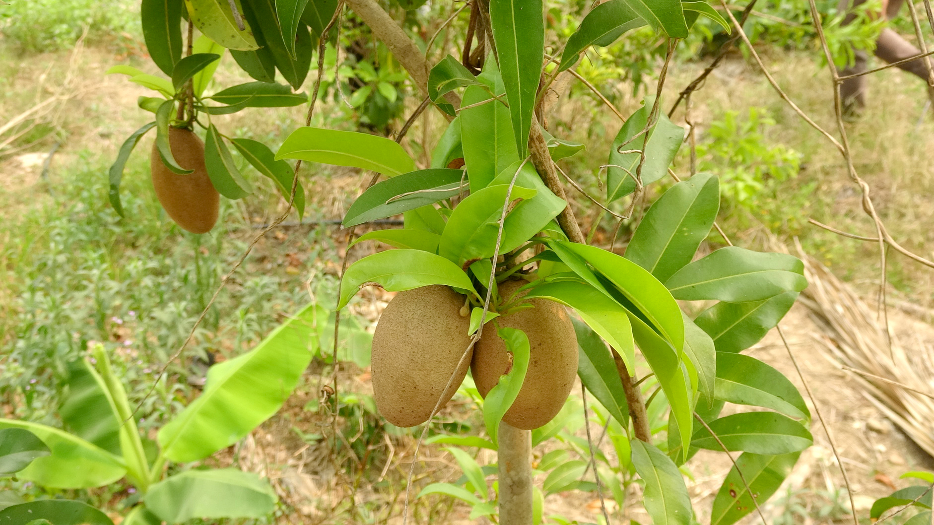 หนองคายหนุนละมุดไข่ห่าน ลาวแห่ซื้อผลผลิตขาดตลาด