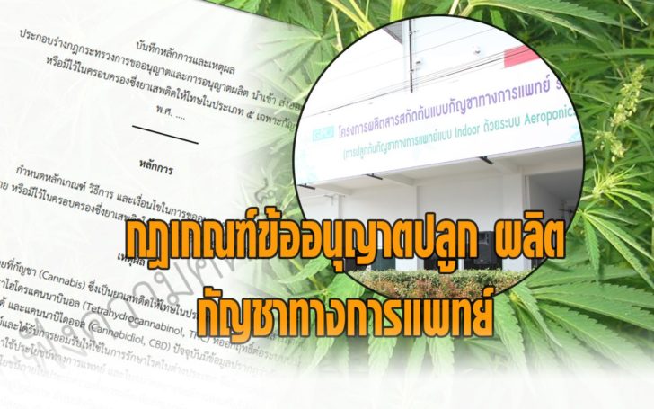 เปิดกฎเกณฑ์อนุญาต ปลูก ผลิต กัญชาทางการแพทย์ ประเดิม ‘อภ. -กรมแพทย์แผนไทย-ไบโอเทค’