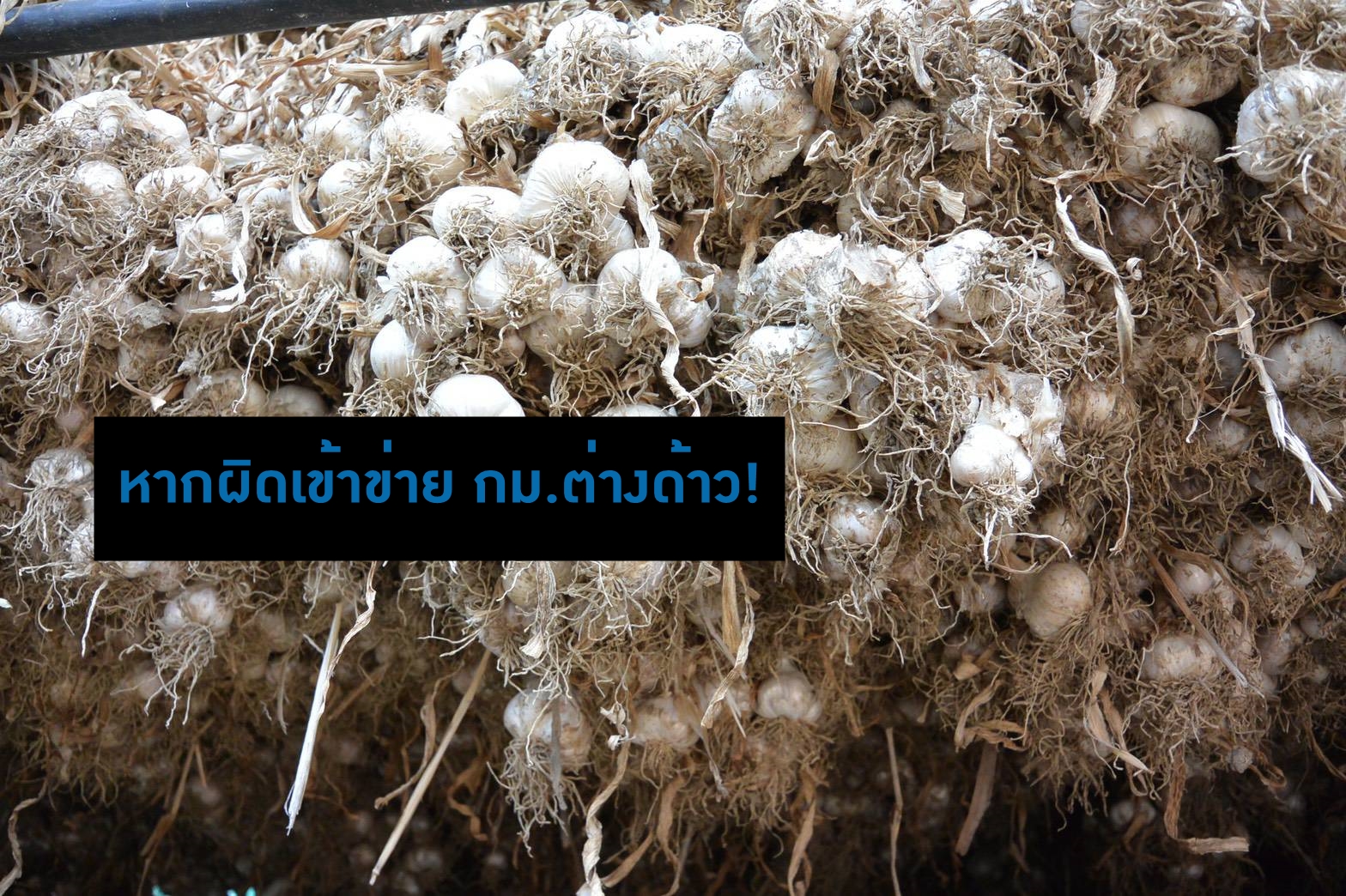 ค้าภายในร่วมเกษตร ผู้ซื้อ MOU ซื้อกระเทียม พร้อมขู่ผู้นำเข้าต้องตัวจริง หากผิดเข้าข่าย กม.ต่างด้าว