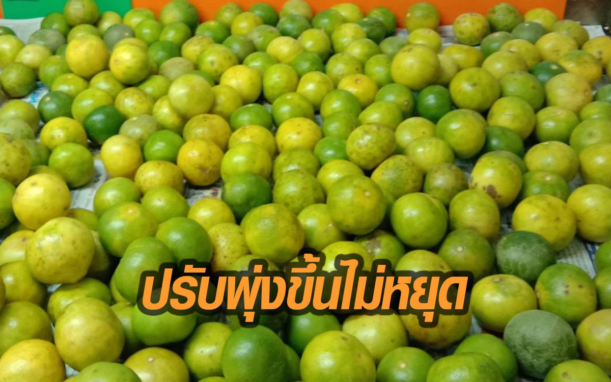 มะนาวราคาพุ่ง! ปรับขึ้นถึงโลละ150บาทแล้ว ขายปลีกลูกละ7-8บาท