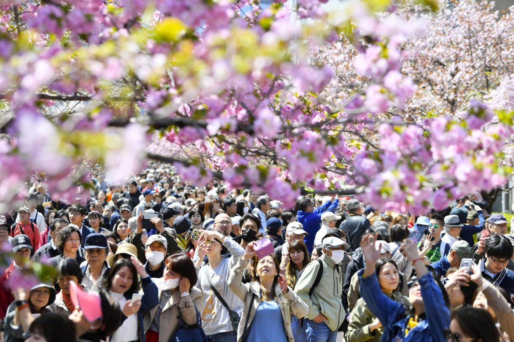 ประมวลภาพความสวยงามกับ “ดอกซากุระ” บานสะพรั่งในญี่ปุ่น