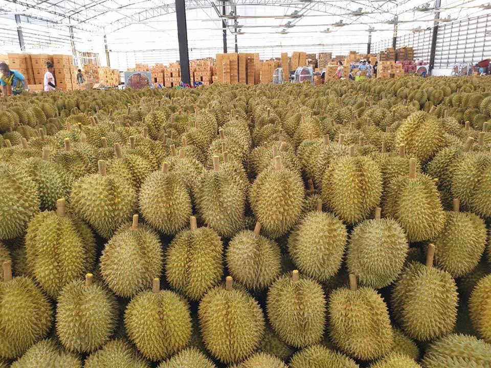 จีนเหมายกสวน! กรมวิชาการเกษตรเข้มทุเรียนอ่อนพร้อมแปะป้ายเฉพาะ “Export to China” ตรวจสอบย้อนกลับได้ คาดปีนี้เงินสะพัดไม่ต่ำกว่า 1.5 หมื่นล้าน