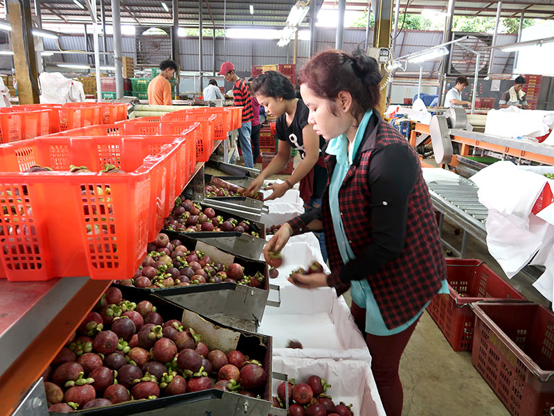 ล้งตะวันออกวิกฤตแรงงานเถื่อน 40% รัฐจับกุมหนักฤดูผลไม้ทำส่งออกแสนล้านสะเทือน