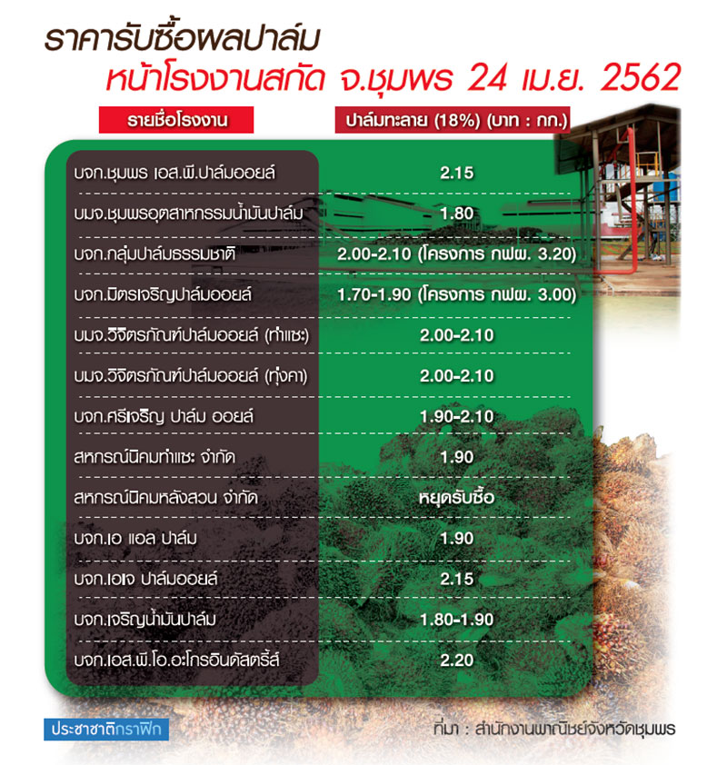 ชาวสวนปาล์มชุมพรโวยมาตรการรัฐไร้ผลทำราคาดิ่ง
